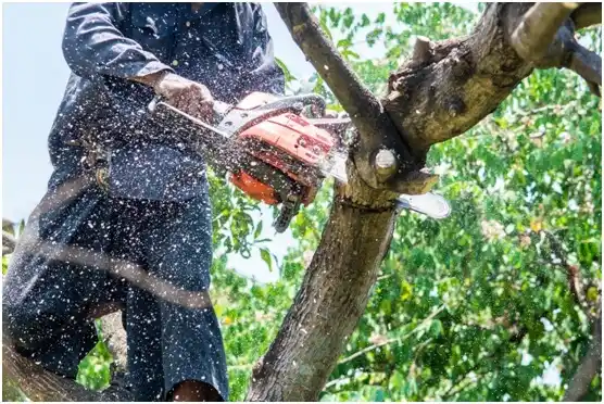 tree services Gary